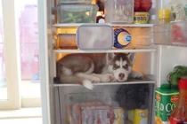 Chết cười với những chú chó trốn chủ siêu tinh vi