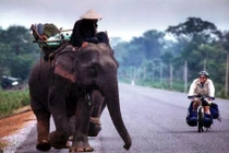 Thú nuôi voi độc nhất vô nhị của đại gia Lào
