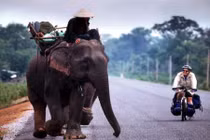 Thú nuôi voi độc nhất vô nhị của đại gia Lào