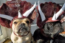 Ảnh độc đáo thú vật hóa trang Halloween như con người