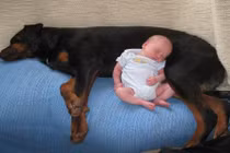 Chùm ảnh bé ngủ cùng thú cưng yêu không chịu nổi