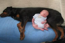 Chùm ảnh bé ngủ cùng thú cưng yêu không chịu nổi