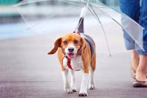 Bản sao quái dị của những món đồ quen thuộc quanh ta