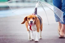 Bản sao quái dị của những món đồ quen thuộc quanh ta