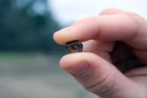 Đang tản bộ, nhặt được kim cương nâu lớn nhất 40 năm