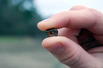 Đang tản bộ, nhặt được kim cương nâu lớn nhất 40 năm