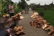 Hải Phòng: Hàng nghìn con gà chết do sự cố điện, dân khóc ngất