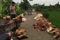 Hải Phòng: Hàng nghìn con gà chết do sự cố điện, dân khóc ngất