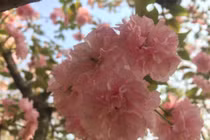 Ngất ngây hoa anh đào khoe sắc trước lễ hội Yên tử 2018