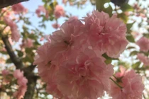 Ngất ngây hoa anh đào khoe sắc trước lễ hội Yên tử 2018