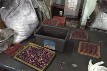 Nực cười tổ chức chống hàng giả tôn vinh sản phẩm giả