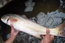 Cận cảnh cá lạ nghi cá sủ vàng quý hiếm của ngư dân Quảng Bình