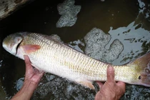 Cận cảnh cá lạ nghi cá sủ vàng quý hiếm của ngư dân Quảng Bình