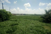 Đang làm rõ thông tin có cá sấu “khủng” tại kênh nước ở Hải Phòng