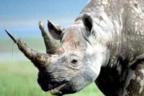 5 sừng tê giác 15 tỷ từ châu Phi tuồn vào VN