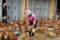 Dân tố UBND phường xâm nhập gia cư bất hợp pháp