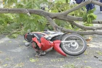 Đang đi bỗng dưng bị cây rơi đè vào