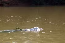 Tử thi trong bao tải cột chặt, trôi sông Sài Gòn