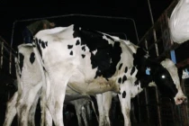 220 con bò “triệu đô” đi máy bay từ Úc về VN