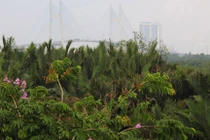 “Đất vàng” TP HCM rậm rạp cỏ hoang vì... lợi ích nhóm?