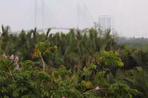 “Đất vàng” TP HCM rậm rạp cỏ hoang vì... lợi ích nhóm?