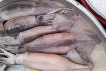 Sự thật mực lạ khủng, siêu rẻ ở TP HCM