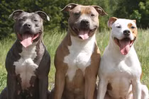 Nhận diện 5 loài chó có xu hướng cắn người nhất