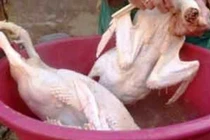 Nhựa thông nhổ lông gà, vịt “siêu nhanh” có độc hại?