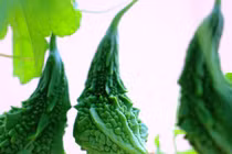 Mê tít giàn khổ qua rừng xanh mướt lủng lẳng trên nóc nhà phố