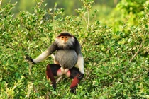 Thừa Thiên-Huế: Phát hiện đàn voọc chà vá cực quý hiếm