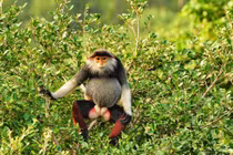 Thừa Thiên-Huế: Phát hiện đàn voọc chà vá cực quý hiếm