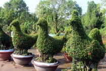 Kiểng gà quý hiếm giá hàng trăm triệu đồng mỗi cặp