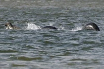 Hình ảnh rõ nét nhất về "quái vật hồ Loch Ness"