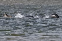 Hình ảnh rõ nét nhất về "quái vật hồ Loch Ness"