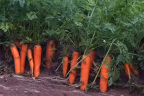 Cách trồng cà rốt một lần ăn mãi không cần hạt giống 