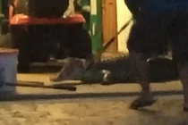 Thất kinh khi thấy cá sấu dài 2,7m trong nhà để xe