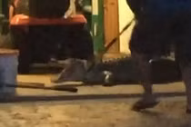 Thất kinh khi thấy cá sấu dài 2,7m trong nhà để xe