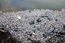 Cá chết bất thường nổi trắng ven Hồ Tây