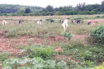 “Châu Âu thu nhỏ” thành bãi thả dê