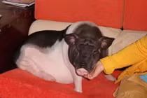 Cô gái phải chuyển nhà 5 lần vì thú cưng hóa "khổng lồ"