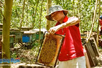 Quảng Ngãi: Bác tin đồn đàn ong bu dồn lại khiến lúa...lép hạt