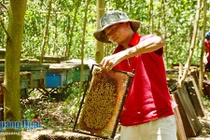 Quảng Ngãi: Bác tin đồn đàn ong bu dồn lại khiến lúa...lép hạt