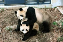 Sốc: Kinh tế Nhật tăng 5,5 nghìn tỷ/ngày nhờ một con gấu trúc đẻ