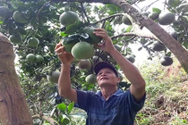 17 năm chịu cảnh “giời hành” biến đồi hoang thành trang trại bạc tỷ