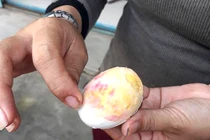 Xôn xao vì xuất hiện trứng vịt luộc màu hồng, cứng như đá 