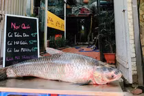 Hình ảnh cá trắm đen khủng 42kg hút khách đại gia Hà Nội