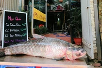 Hình ảnh cá trắm đen khủng 42kg hút khách đại gia Hà Nội