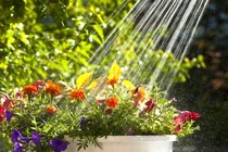 Lỗi sai be bét khiến vườn rau nhà bạn còi cọc, chậm lớn