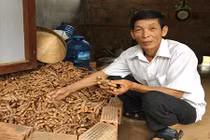 Nông dân Gio An bội thu từ “mỏ vàng” nghệ