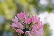 Những loại hoa dễ trồng cho khu vườn mùa xuân